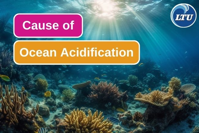 How Does Ocean Acidification Happen?